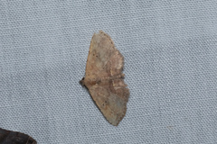 Cerynea punctilinealis