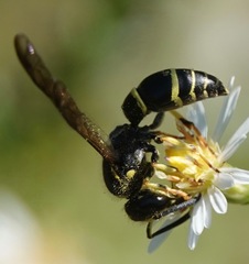 Ancistrocerus