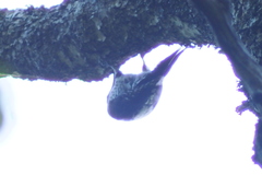 Picoides tridactylus