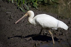 Platalea flavipes