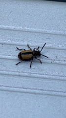 Crioceris paracenthesis