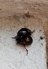 Chrysomelidae