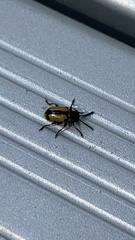 Crioceris paracenthesis