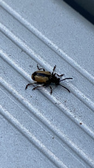 Crioceris paracenthesis