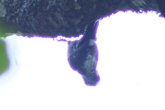 Picoides tridactylus