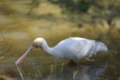 Platalea flavipes
