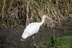 Platalea flavipes