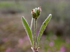 Plantago drummondii