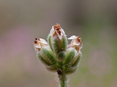Plantago drummondii