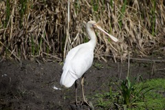 Platalea flavipes