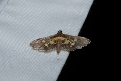 Eurrhyparodes bracteolalis