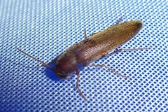 Serropalpus barbatus