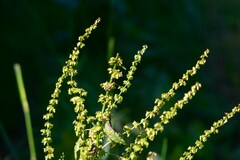 Rumex