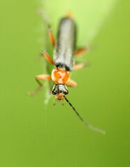 Cantharis pellucida