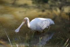 Platalea flavipes
