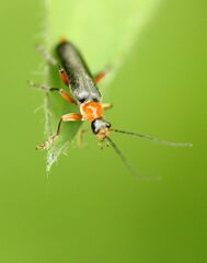 Cantharis pellucida