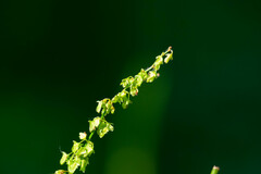 Rumex