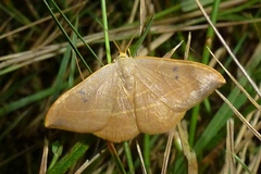 Watsonalla binaria