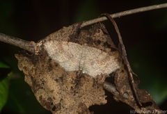 Minoa euthecta