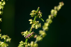 Rumex