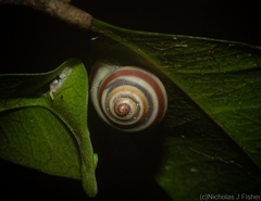 Posorites conscendens