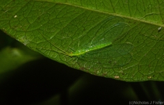 Ankylopteryx pallida