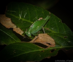 Ozphyllum naskreckii