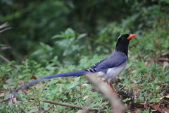 Urocissa erythroryncha