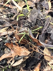 Cacophis squamulosus