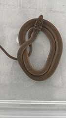 Psammophis brevirostris