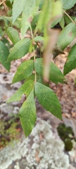 Fraxinus angustifolia