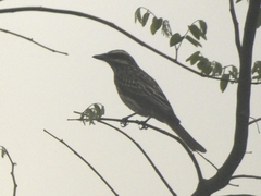 Myiodynastes maculatus