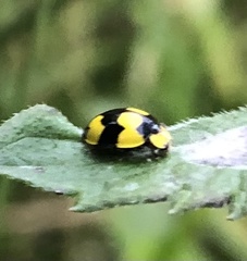 Illeis galbula