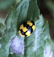 Illeis galbula