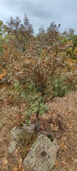 Fraxinus angustifolia