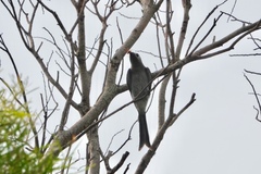 Dicrurus leucophaeus