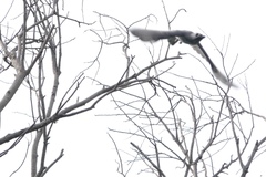 Dicrurus leucophaeus