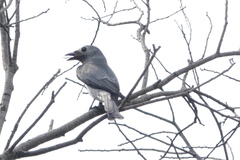 Dicrurus leucophaeus