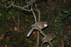 Pterorhinus albogularis