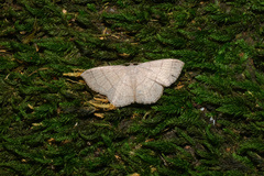 Scopula mecysma