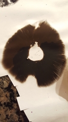 Agaricus arvensis