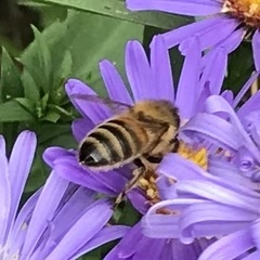 Apis mellifera