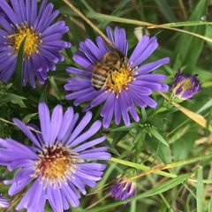 Apis mellifera