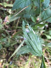 Illeis galbula