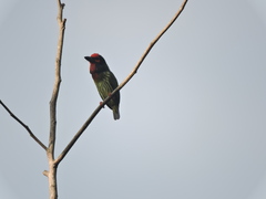 Psilopogon haemacephalus