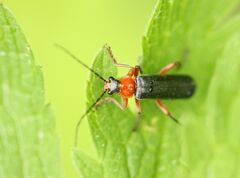 Cantharis pellucida