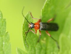 Cantharis pellucida