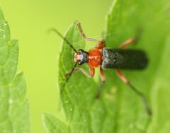 Cantharis pellucida