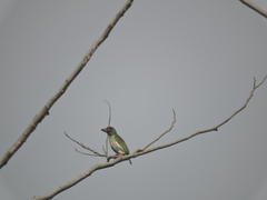 Psilopogon haemacephalus