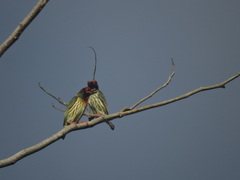 Psilopogon haemacephalus